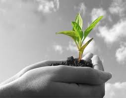 Φυτά-Φυτώρια